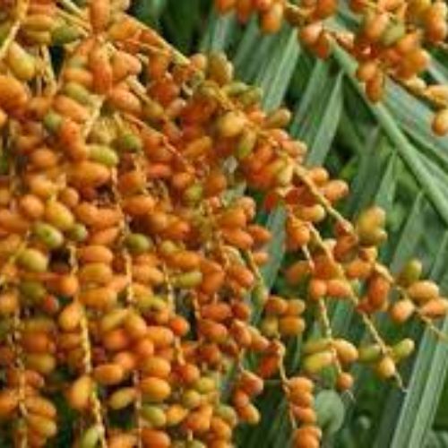 Phoenix Palm Fruit Tree Manufacturer & Supplier in India